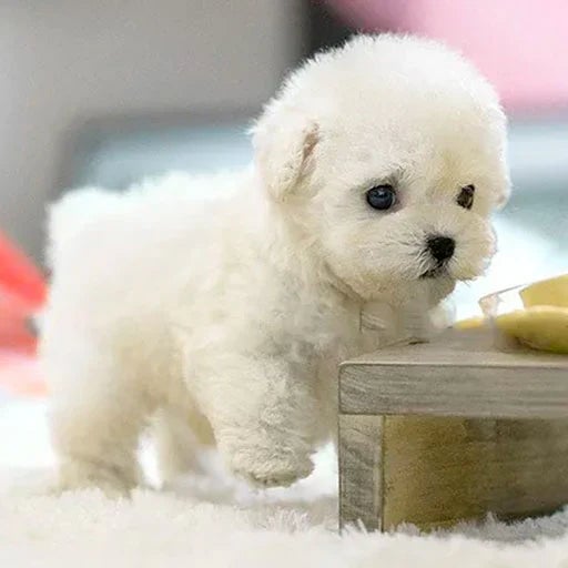BowLift | Interactive Plush Dog with Realistic Movements – For Children &amp; Seniors