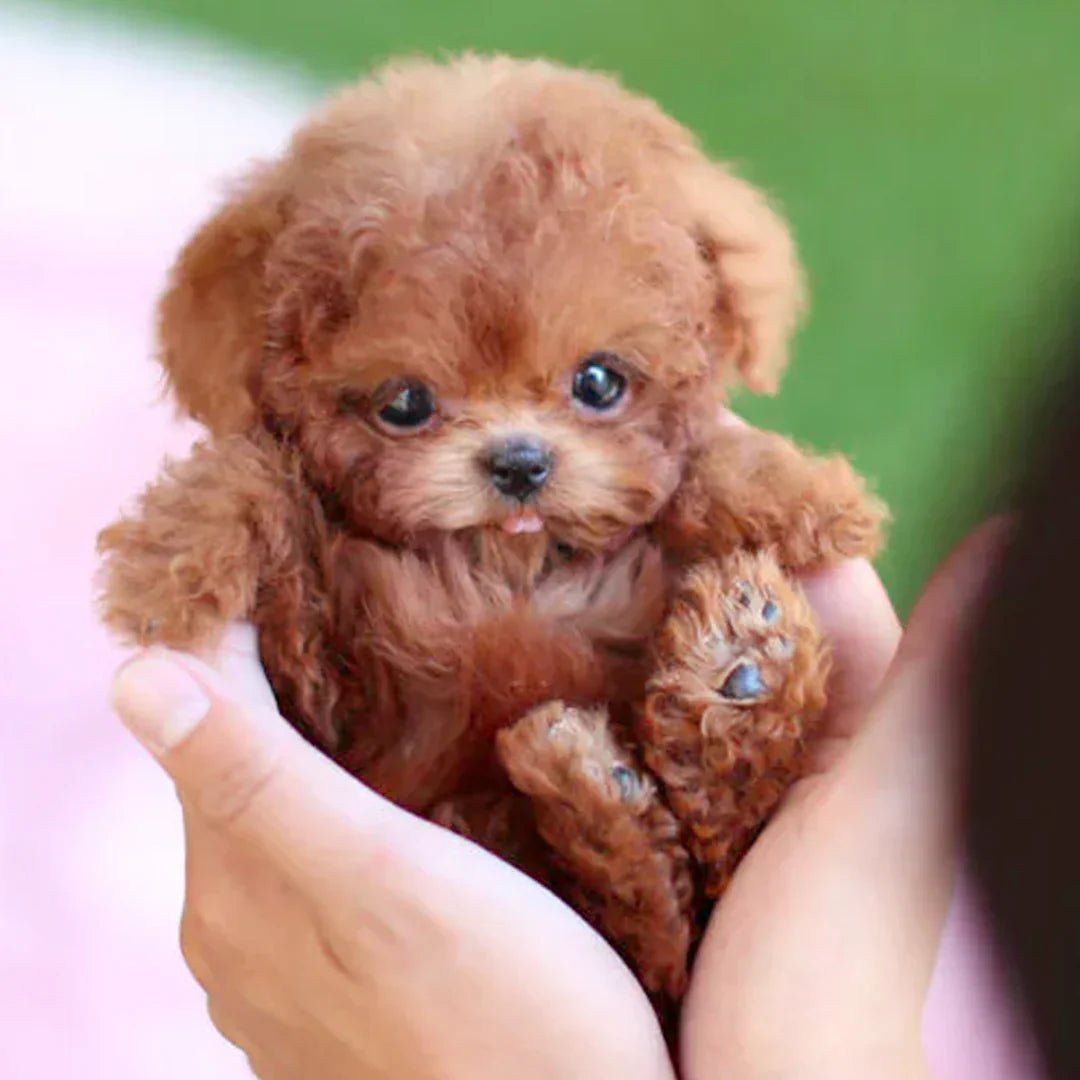 BowLift | Interactive Plush Dog with Realistic Movements – For Children &amp; Seniors